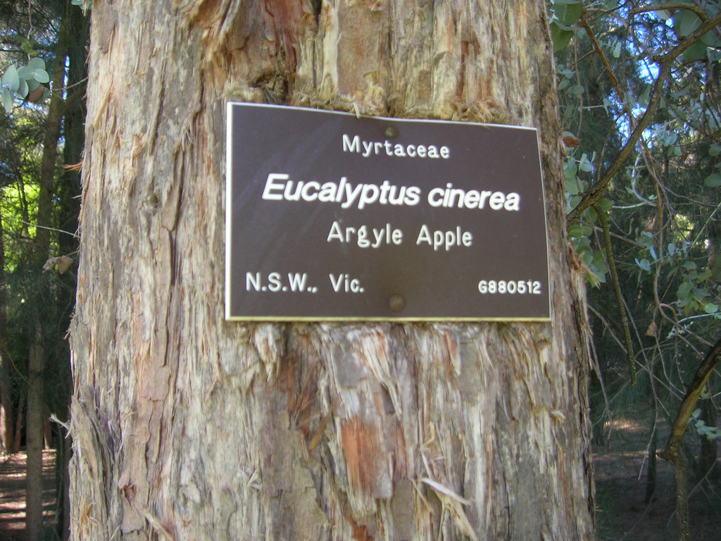 اکالیپتوس صمغ دار